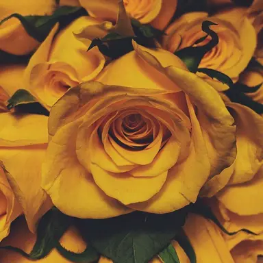 Profile image of 岩本照