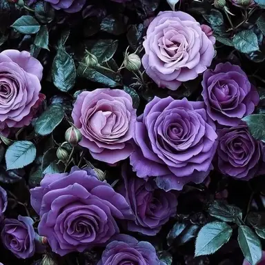 Profile image of 深澤辰哉