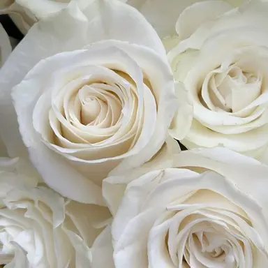 Profile image of ラウール