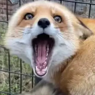 Profile image of 여우