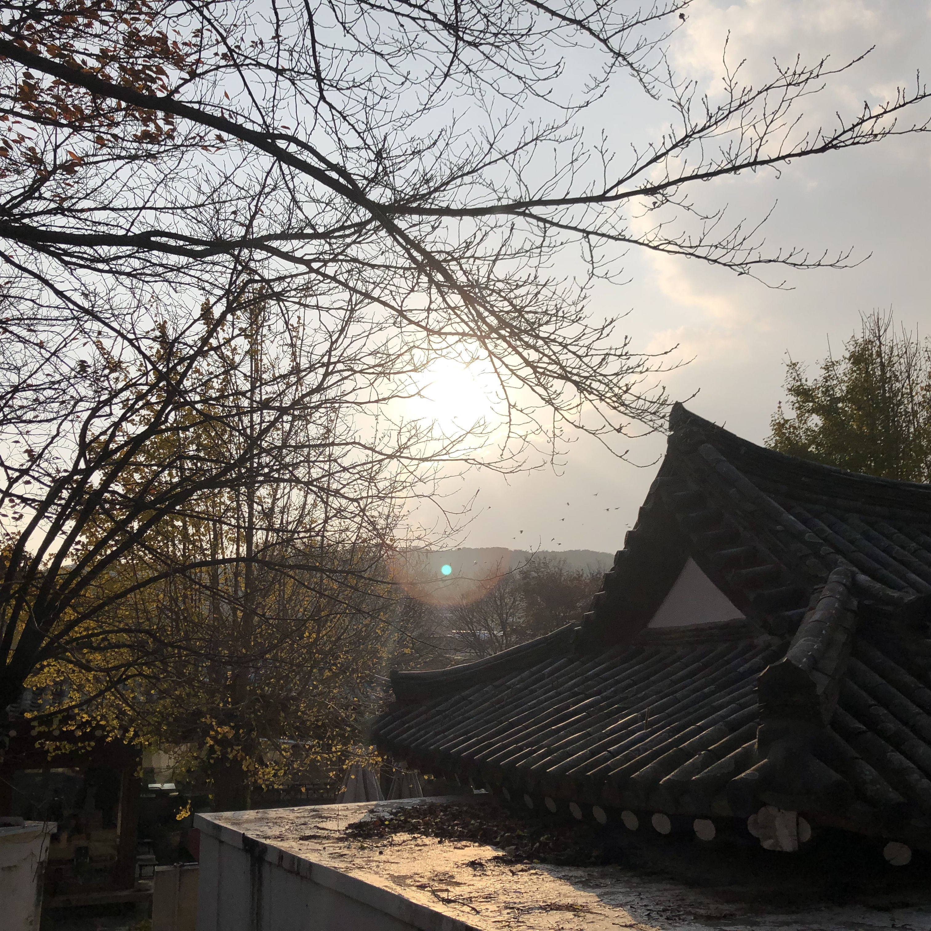밤에 피는 꽃 대표 이미지