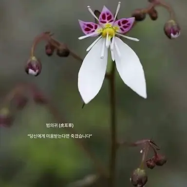 Profile image of 백시안