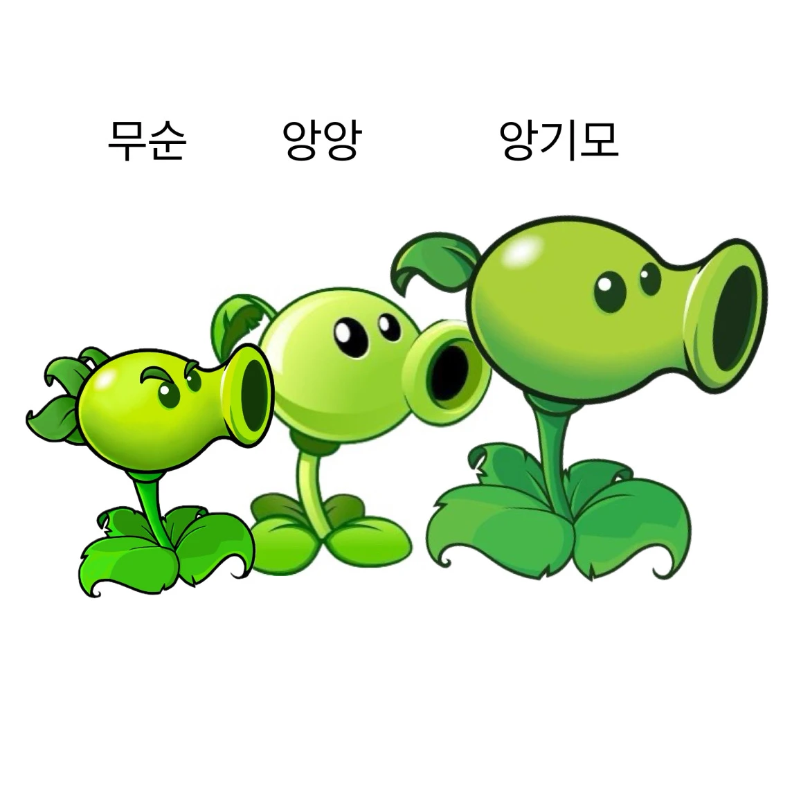 앙기모 무순 앙앙