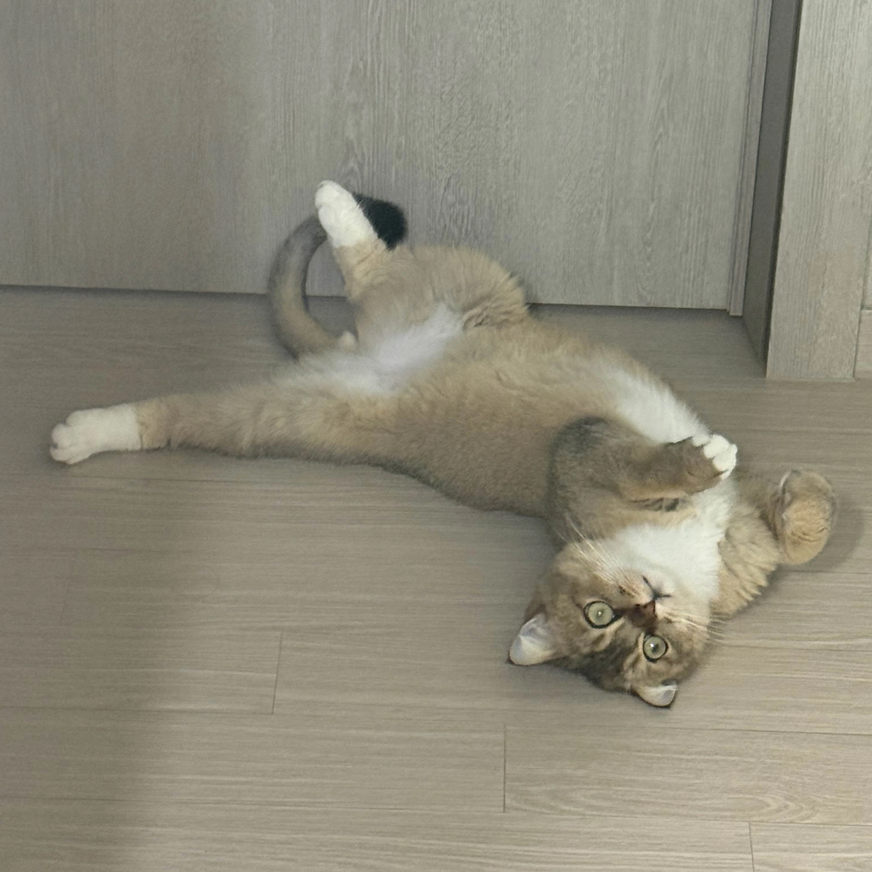 칸쵸