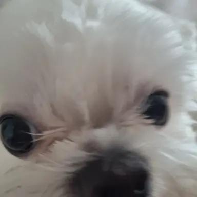 Profile image of 늑대