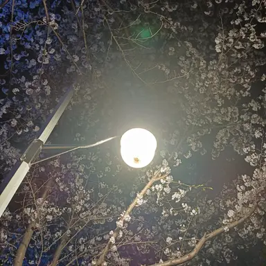 Profile image of 황인엽