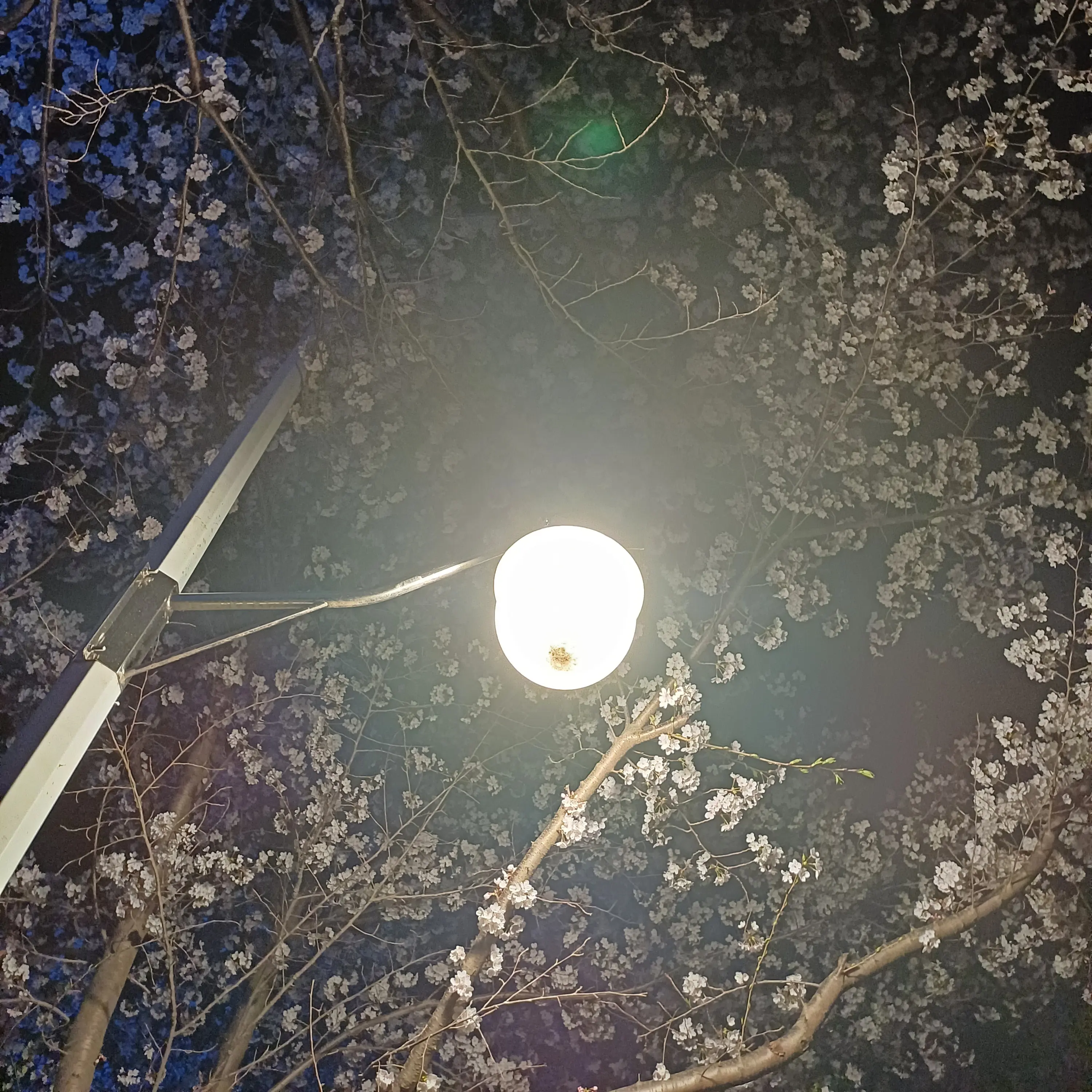 InYeop의 황인엽