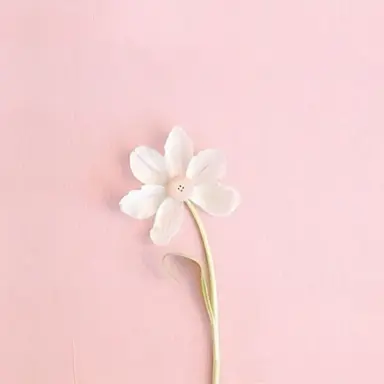 Profile image of 채밤비