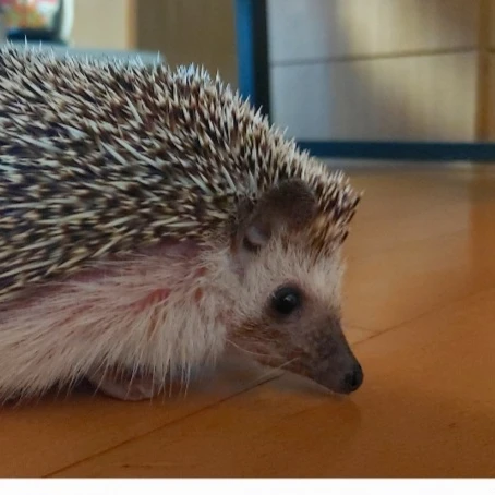 까리