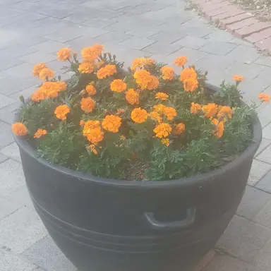 Profile image of 하루토