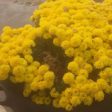 Profile image of 루이쨘