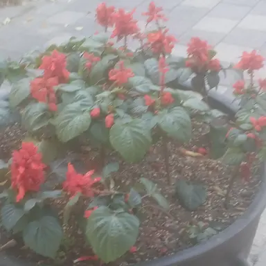 Profile image of 감제이