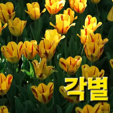 Profile image of 각별