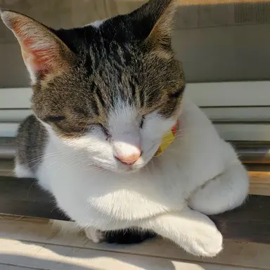 Profile image of ぎん