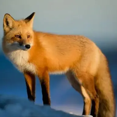 Profile image of 여우