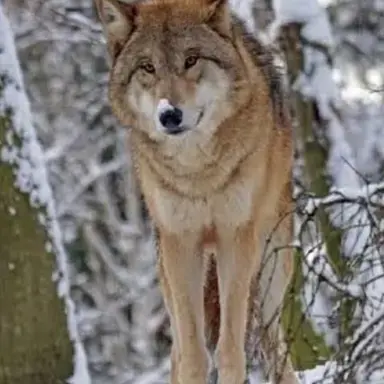 Profile image of 늑대