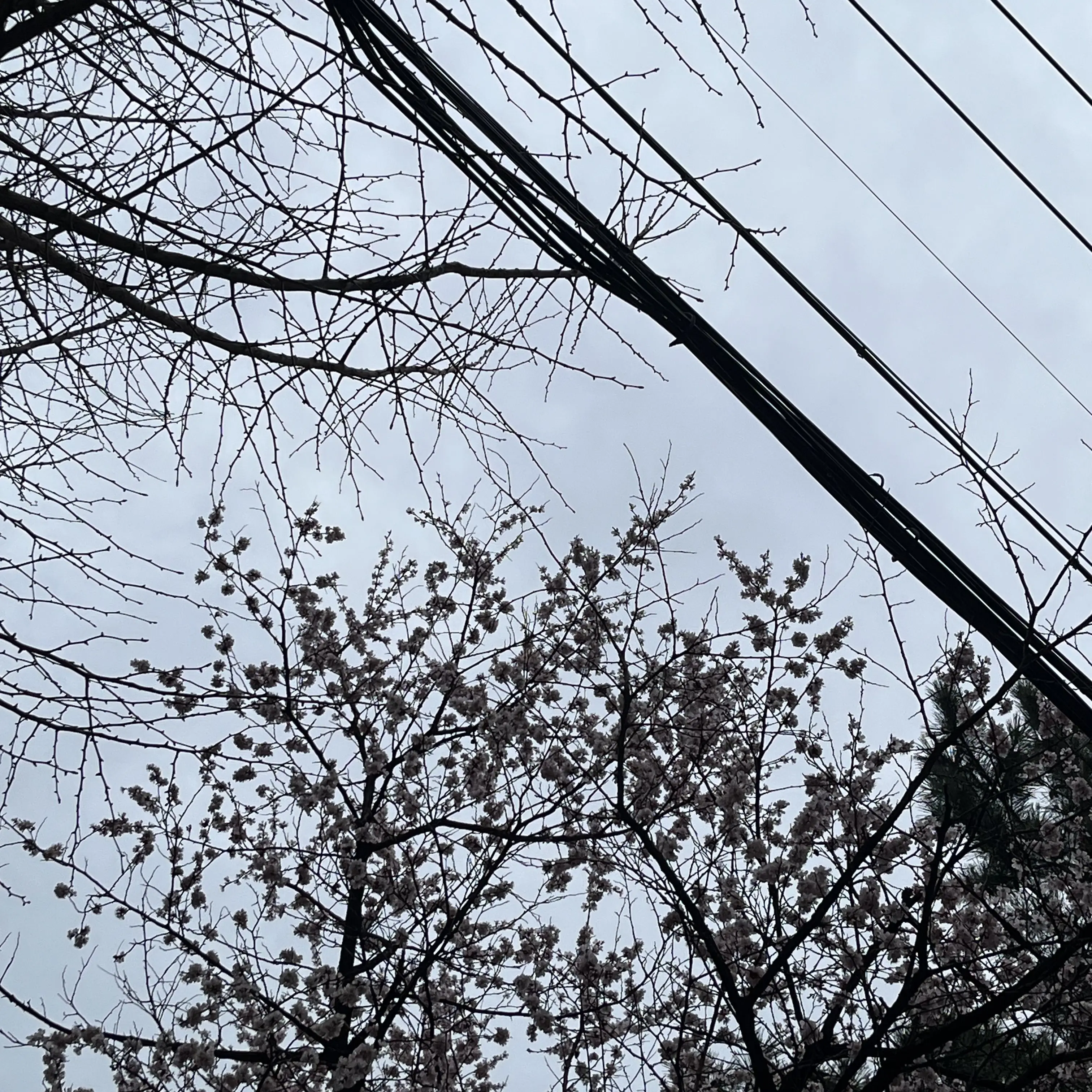 PaddedAnger3193의 팀 대저택 & 팀 나빠