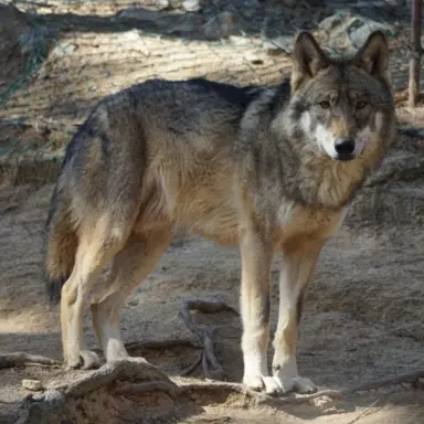 Profile image of 늑대