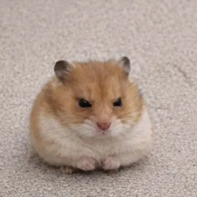 Profile image of すに