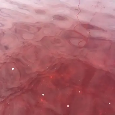 Profile image of 라더