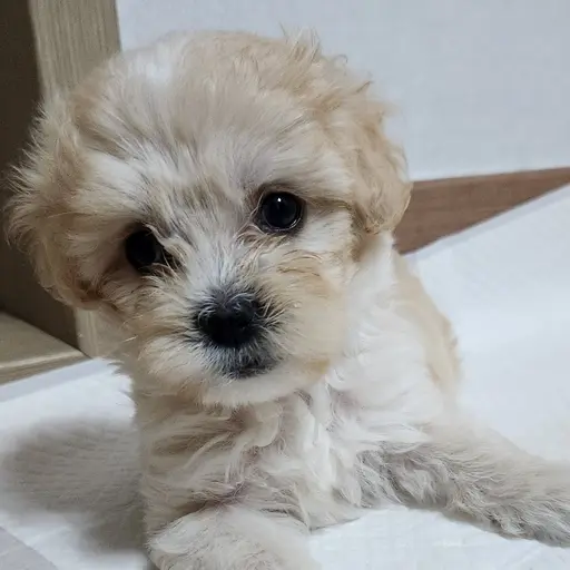 leees_0306의 송이