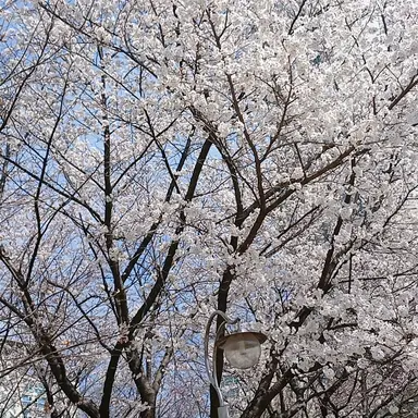 Profile image of 조로
