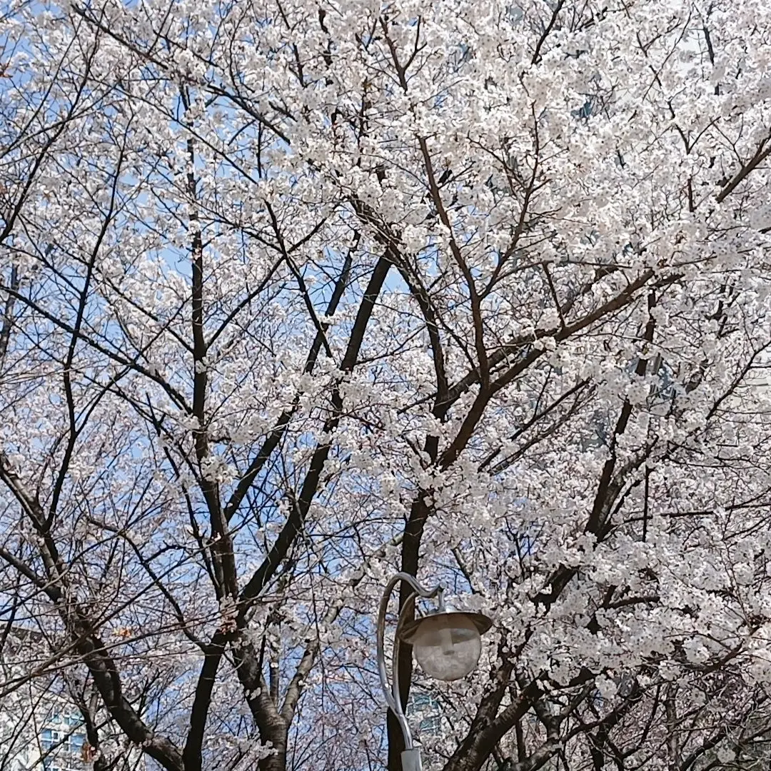 Sanji_love의 조로
