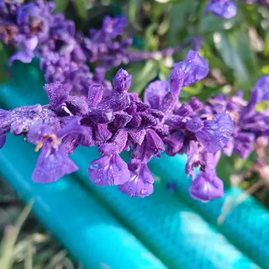 Profile image of 수현