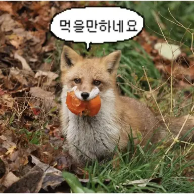 Profile image of 테일폭스쿠키