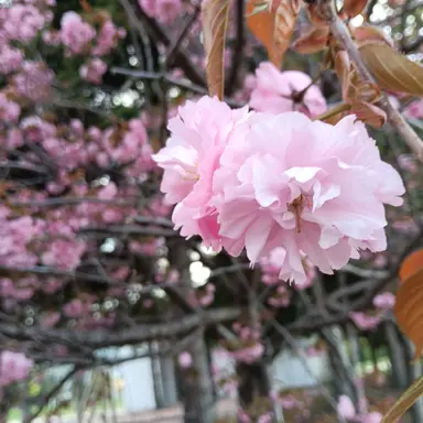 Profile image of 女子たち