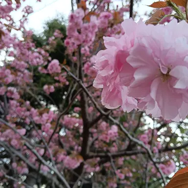 Profile image of 男子たち