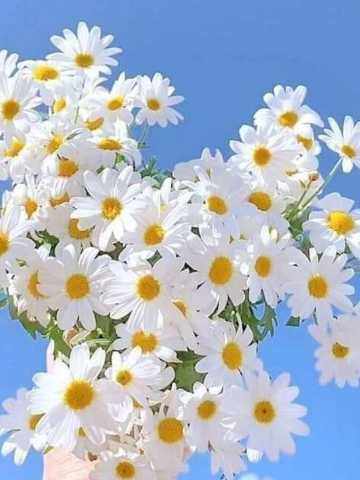 양아치의 동생이 귀여우면 생기는일 대표 이미지