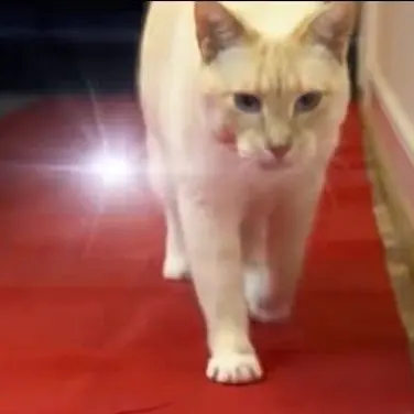 Profile image of Cat