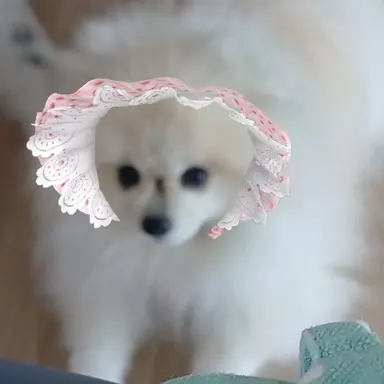 Profile image of 차코코