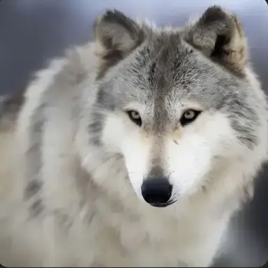 Profile image of 늑대