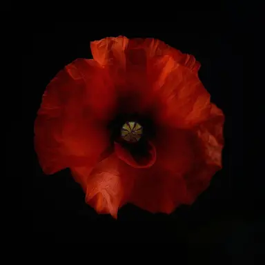 Profile image of トファ