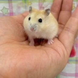 김치즈