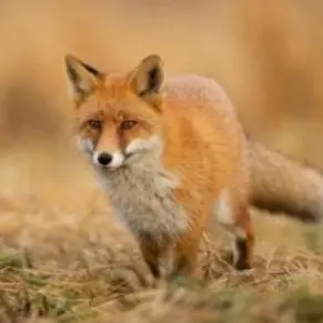 Profile image of Fox