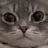 냥냥이