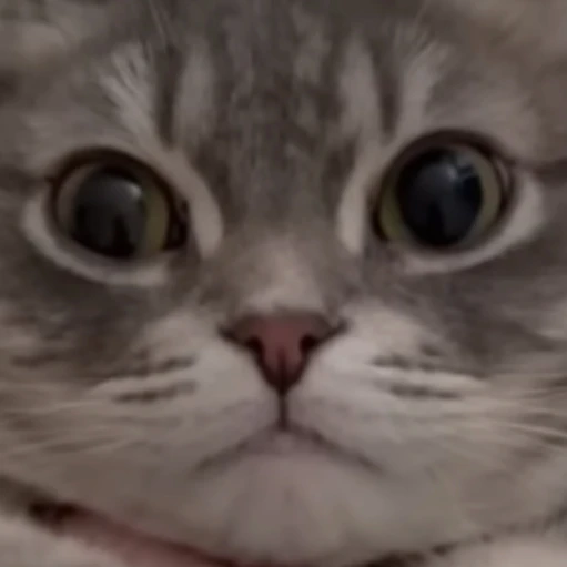 냥냥이