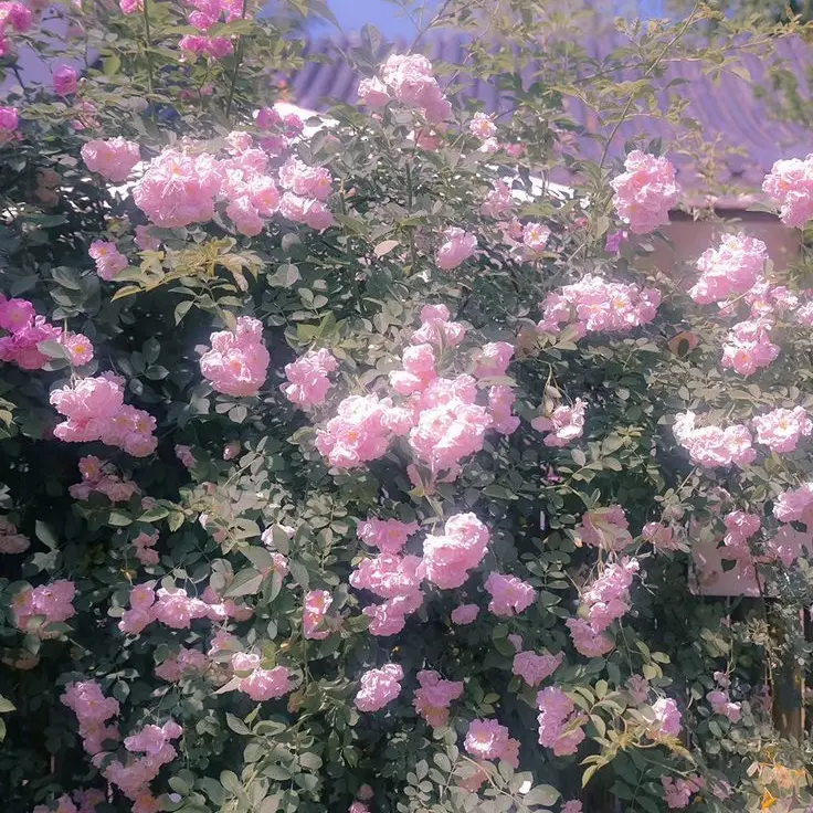 Tukasaki__의 お兄ちゃん