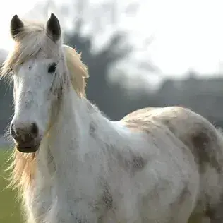 Profile image of Kaiser