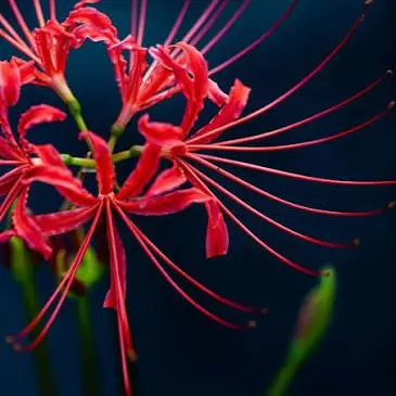 SafeBanjo4011의 何して…