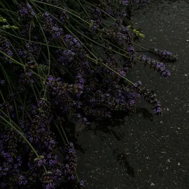 Profile image of 수현