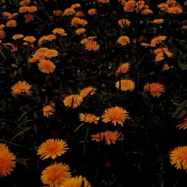 Profile image of 각별