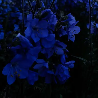 Profile image of 잠뜰