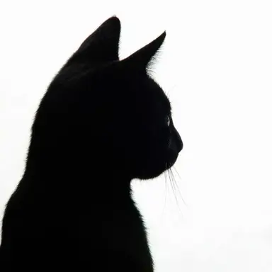 Profile image of りく