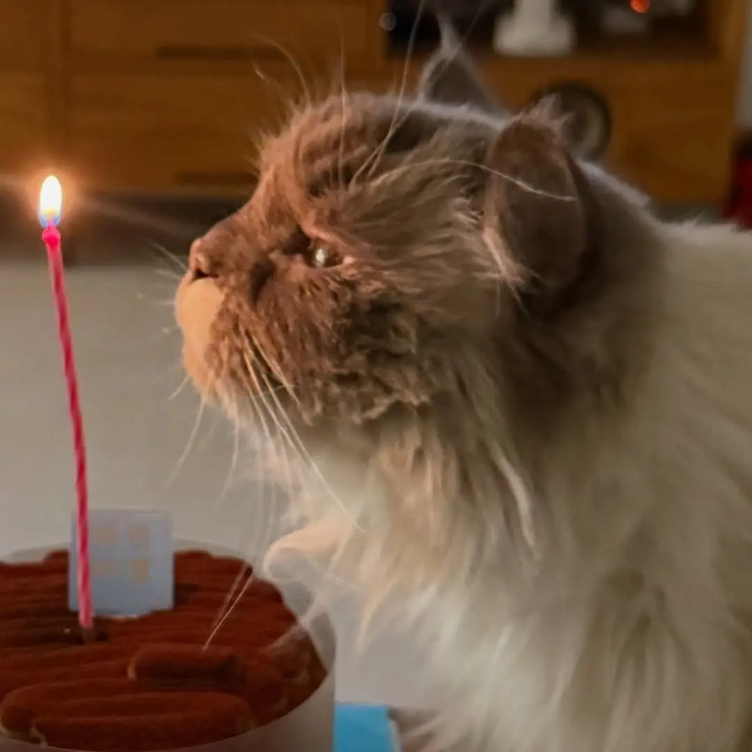 CleanBeads4255의 쵸단으로 살기💗