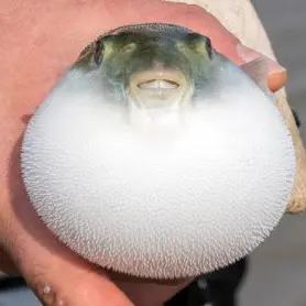 Profile image of 복이