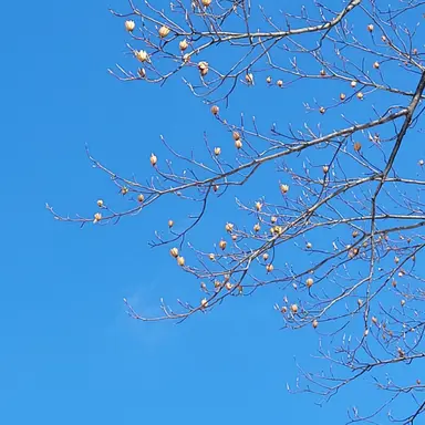 Profile image of 고고프렌즈 MT 2